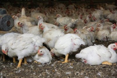 Chickens-in-commercial-poultry-barn-02-by-Chesapeake-Bay-Program.-Reproduced-Under-Creative-Commons-Copyright-Licence.-1.jpg