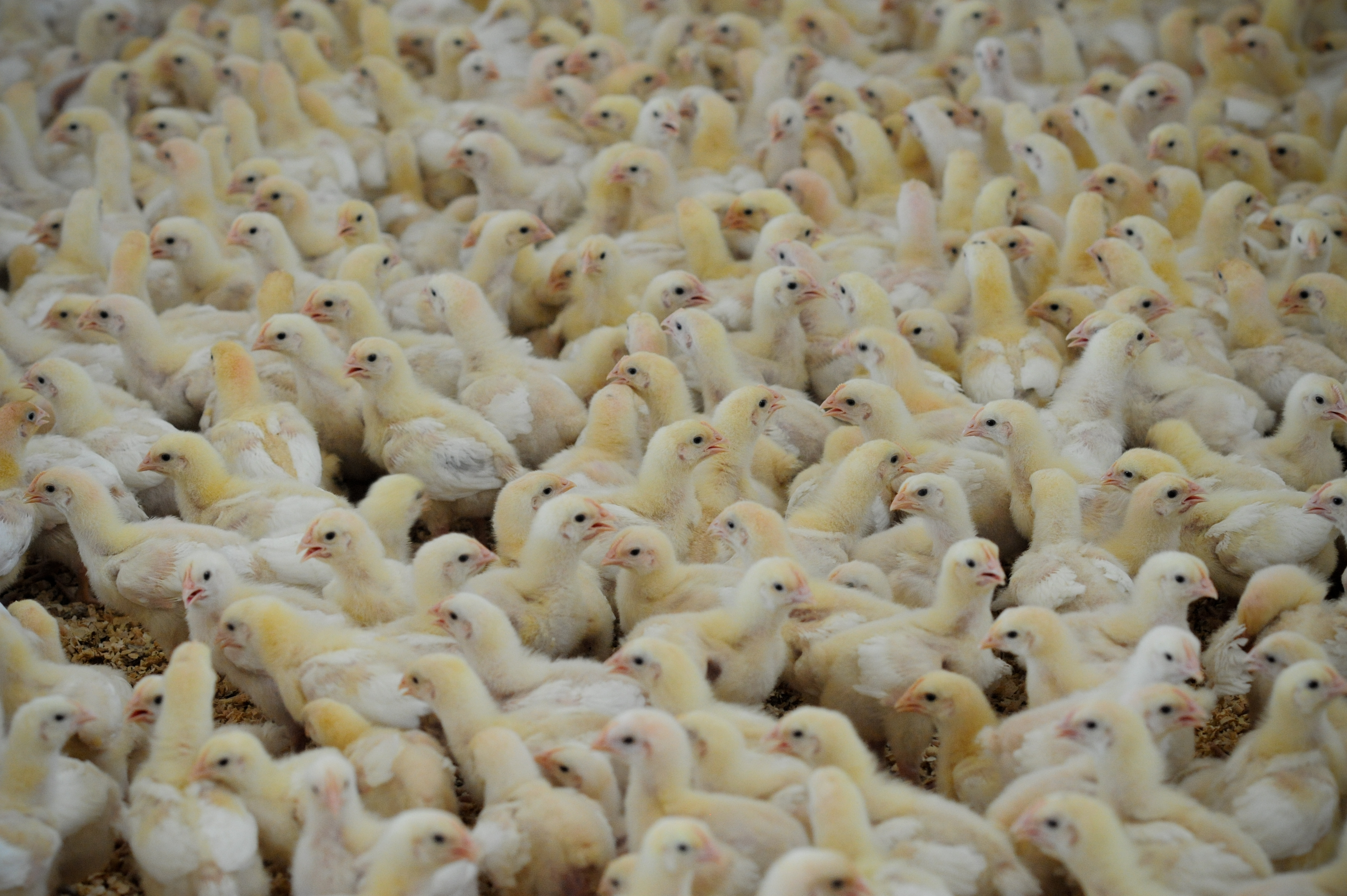 Many free range chickens never go outside
