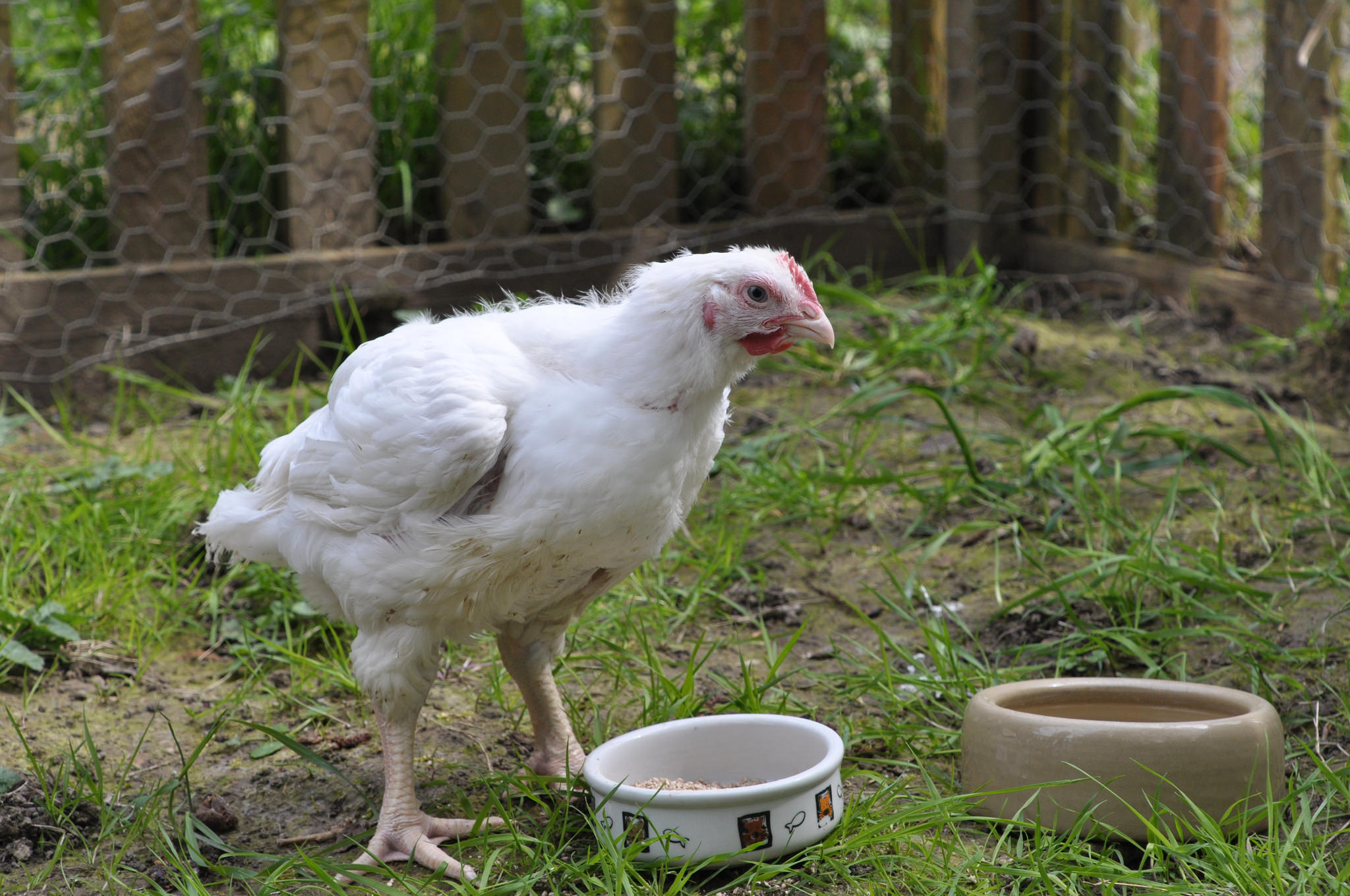 chicken called gloria a chicken called gloria
