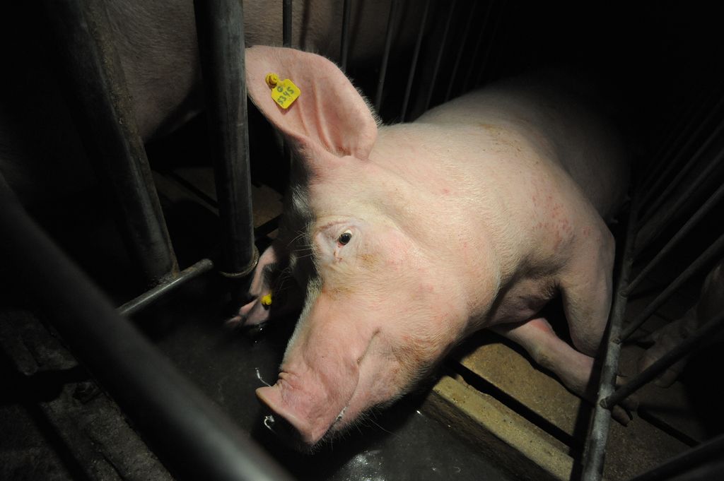 Pig in terrible condition in a legal crate
