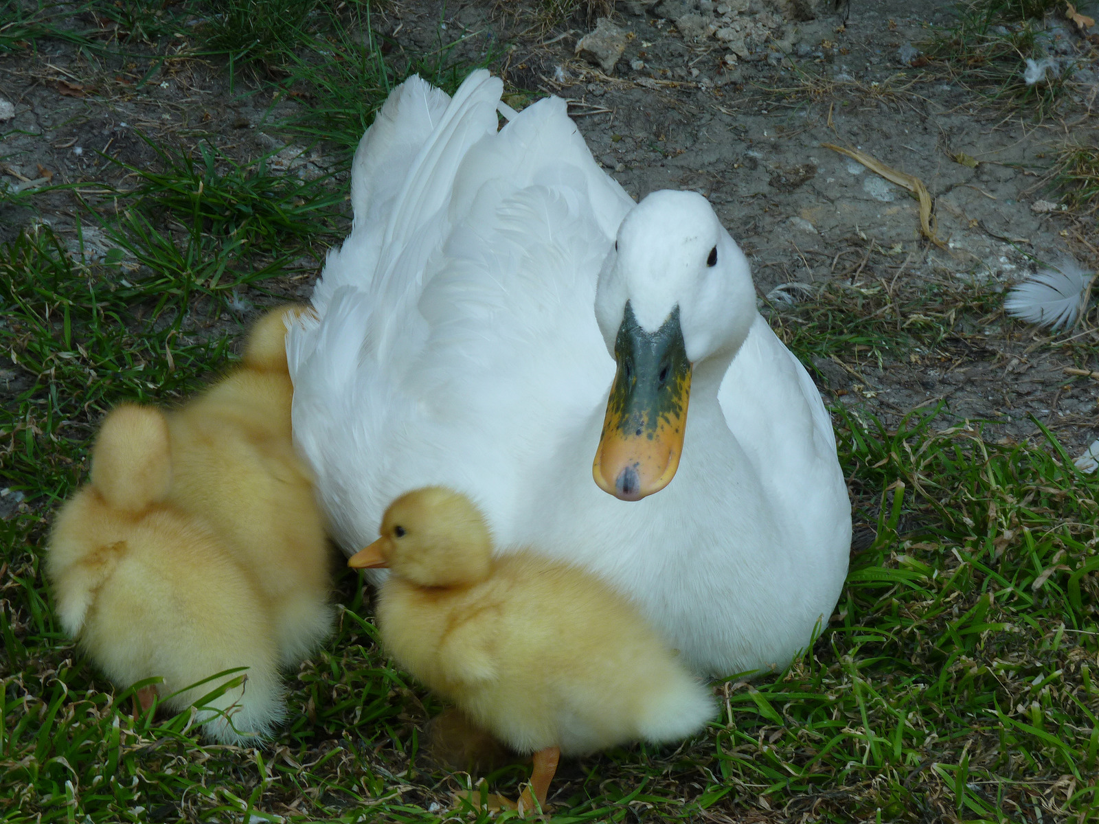 Duck with ducklings Duck with ducklings