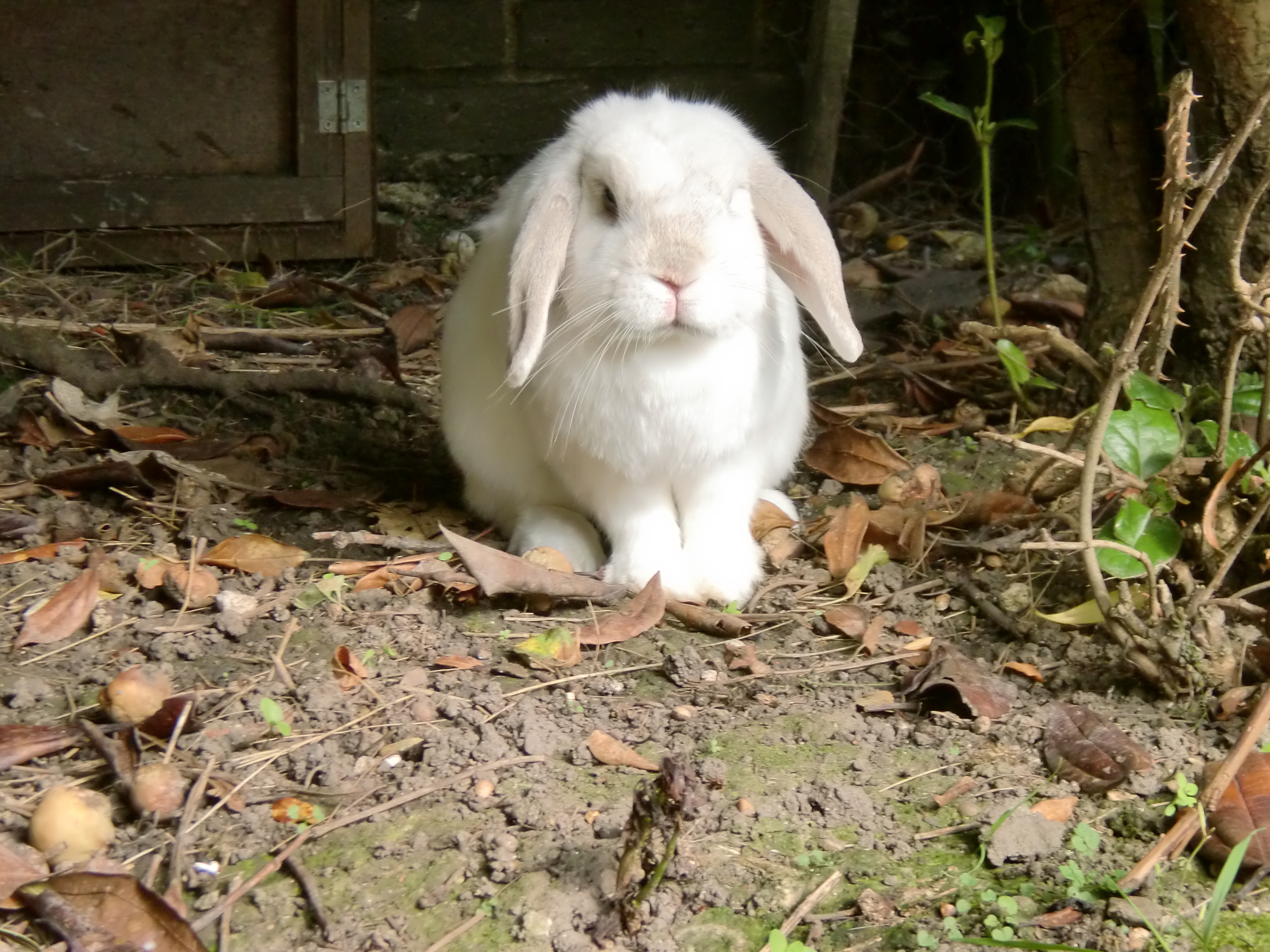 Rabbit