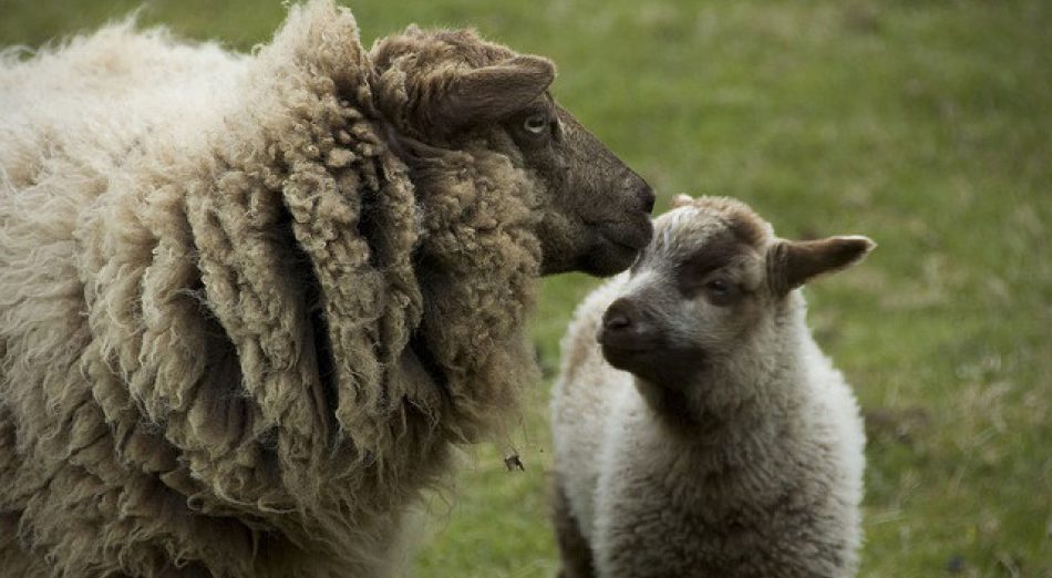 sheep-and-lamb-by-franklin-hunting-reproduced-under-creative-commons-copyright-licence-950x522