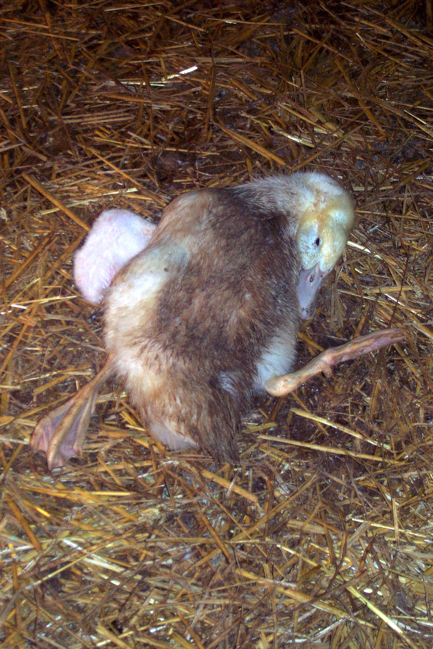 Duck with splay leg