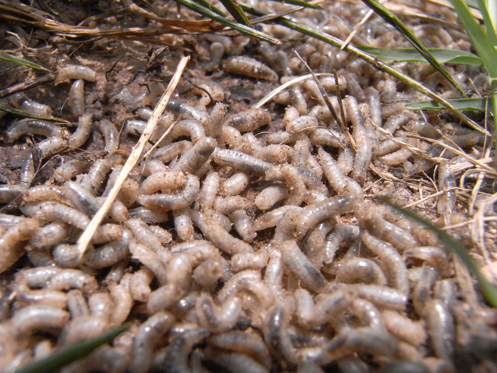 Maggots