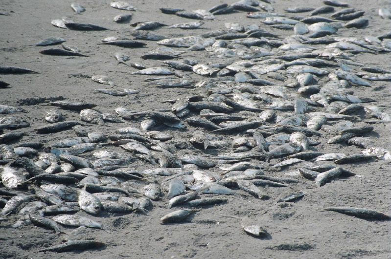 peces