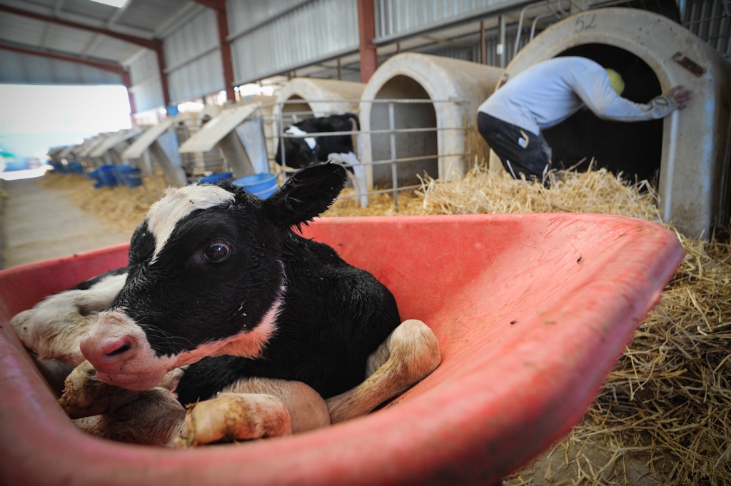 Cows on a dairy farm