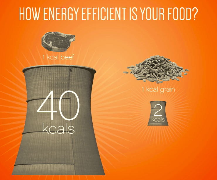 energy How Energy Efficient Is Your Food Infographic