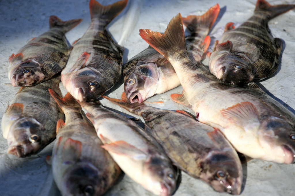 Fish suffocating