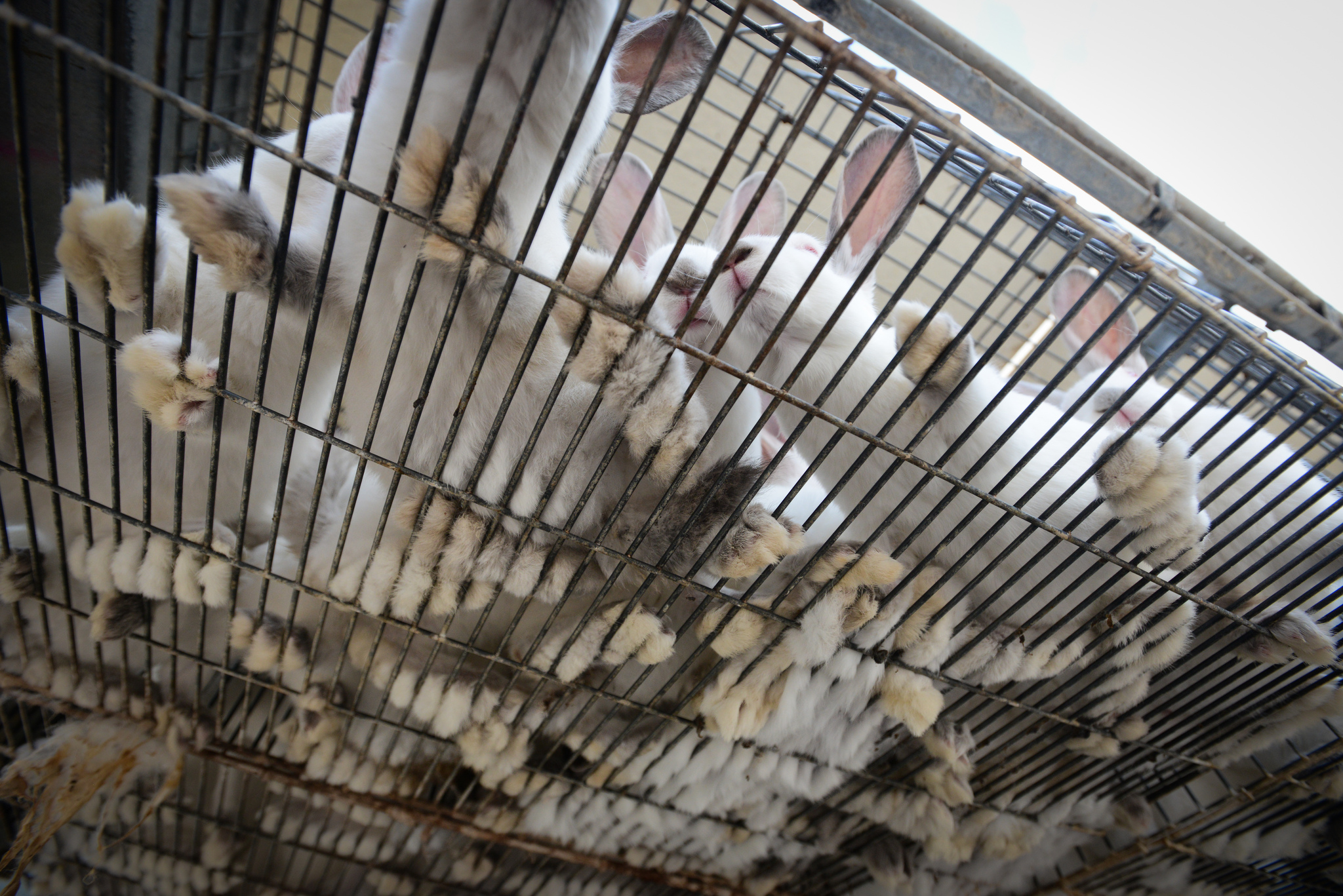 Rabbits crammed into a cage