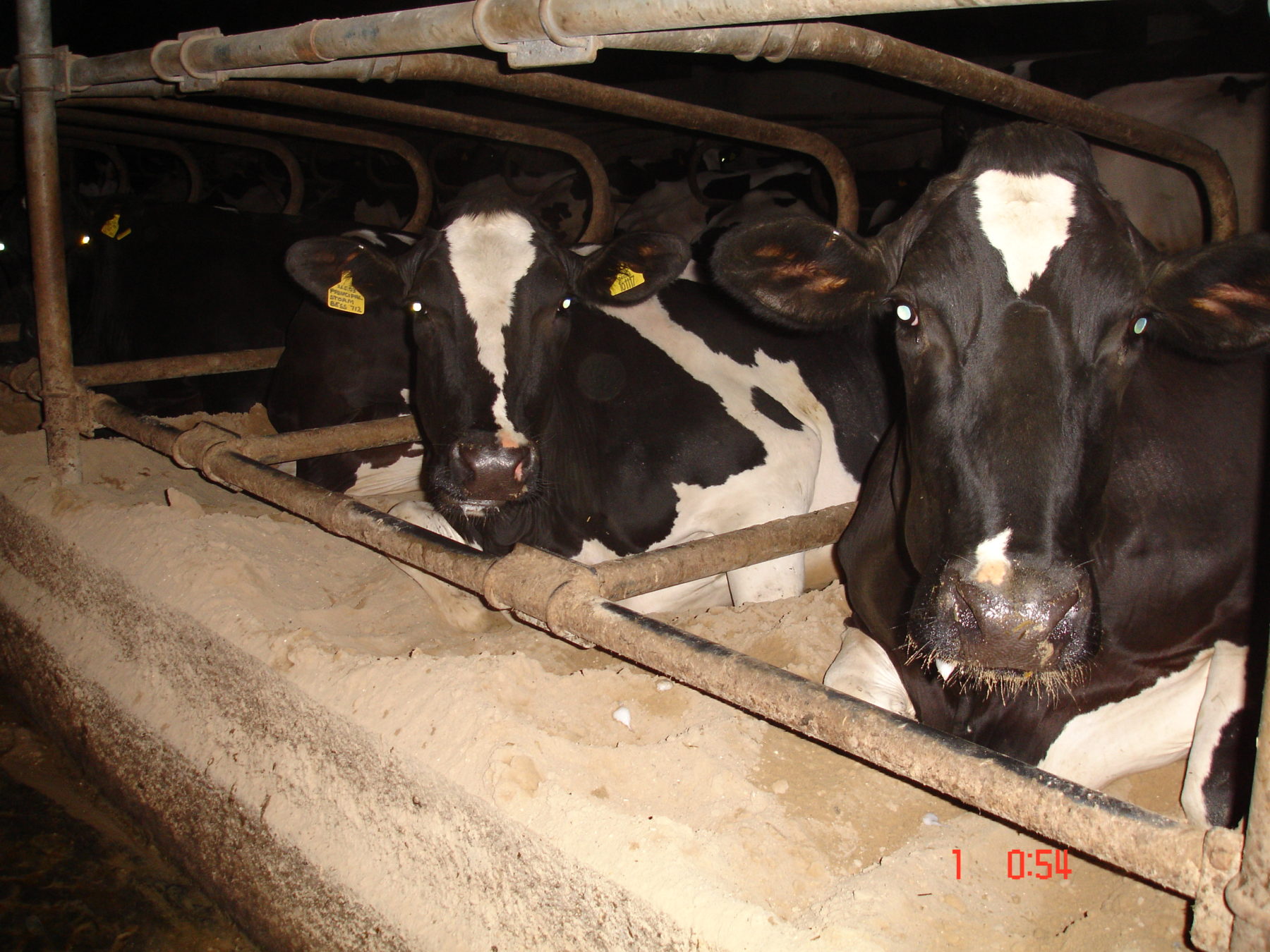 Zero grazing cows