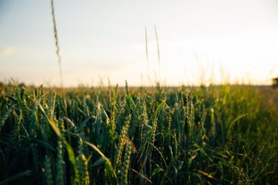 A field of crops