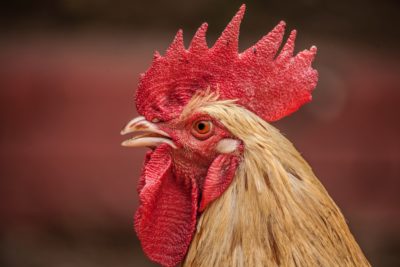 Side profile of a backyard hen