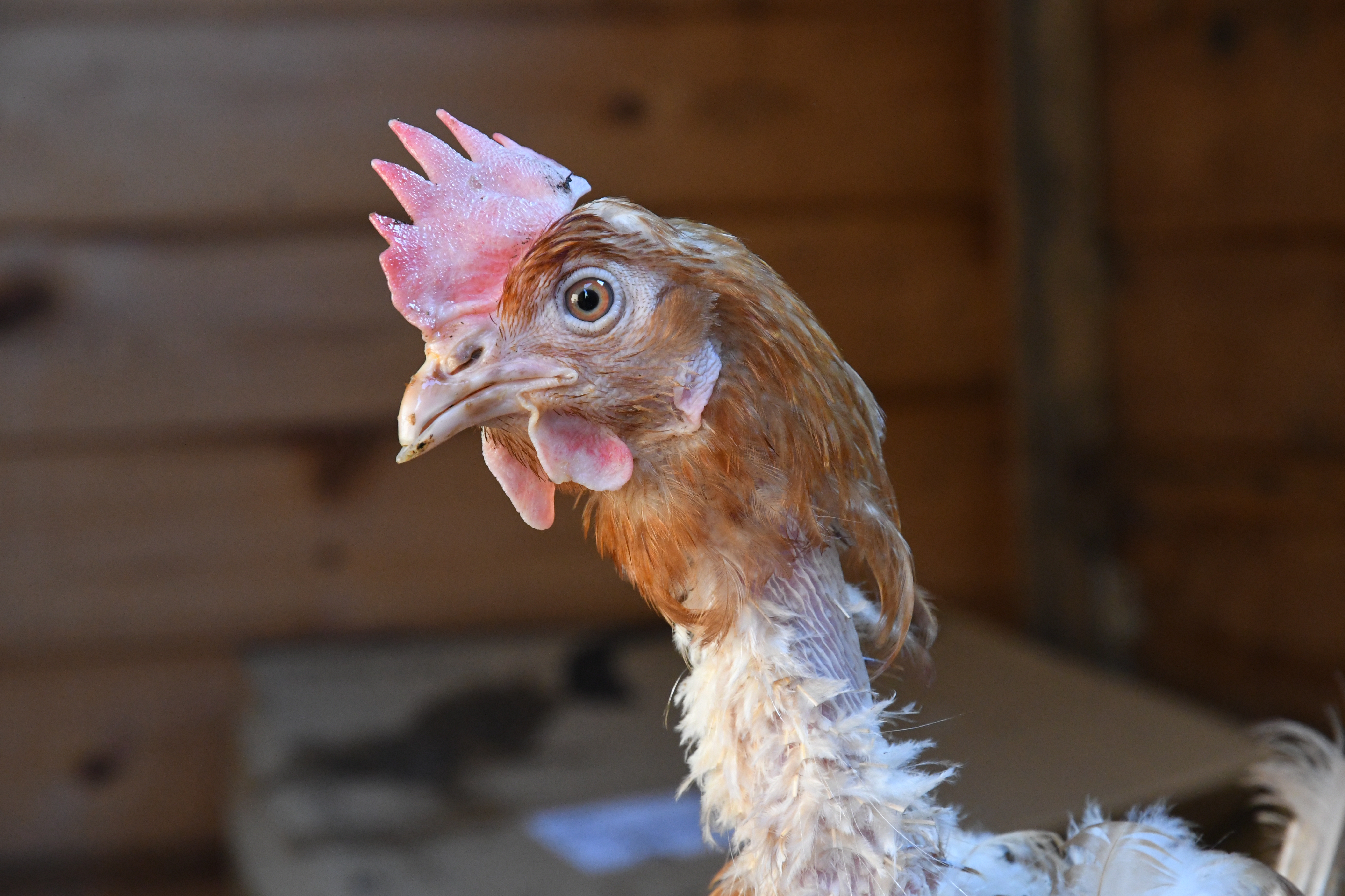 farmed chicken