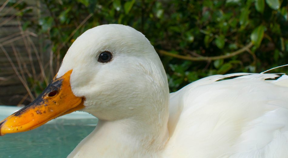 A free living duck