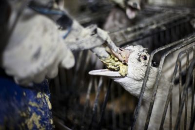 Foie gras gavage process