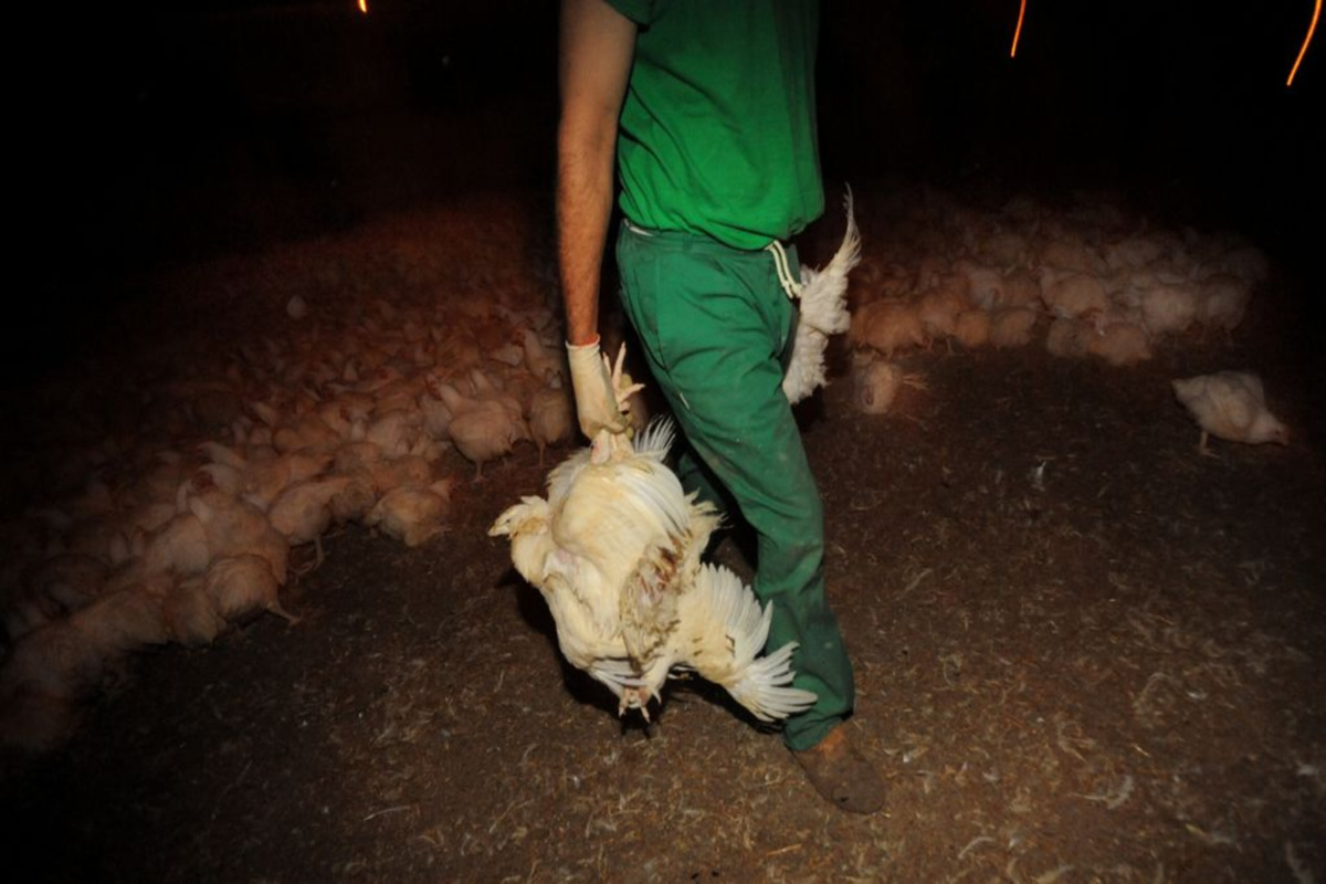 Carried chicken