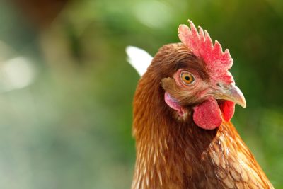 Chicken roaming outside