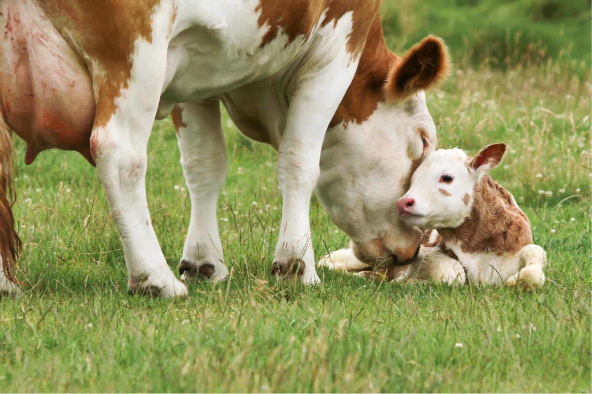 Vacas