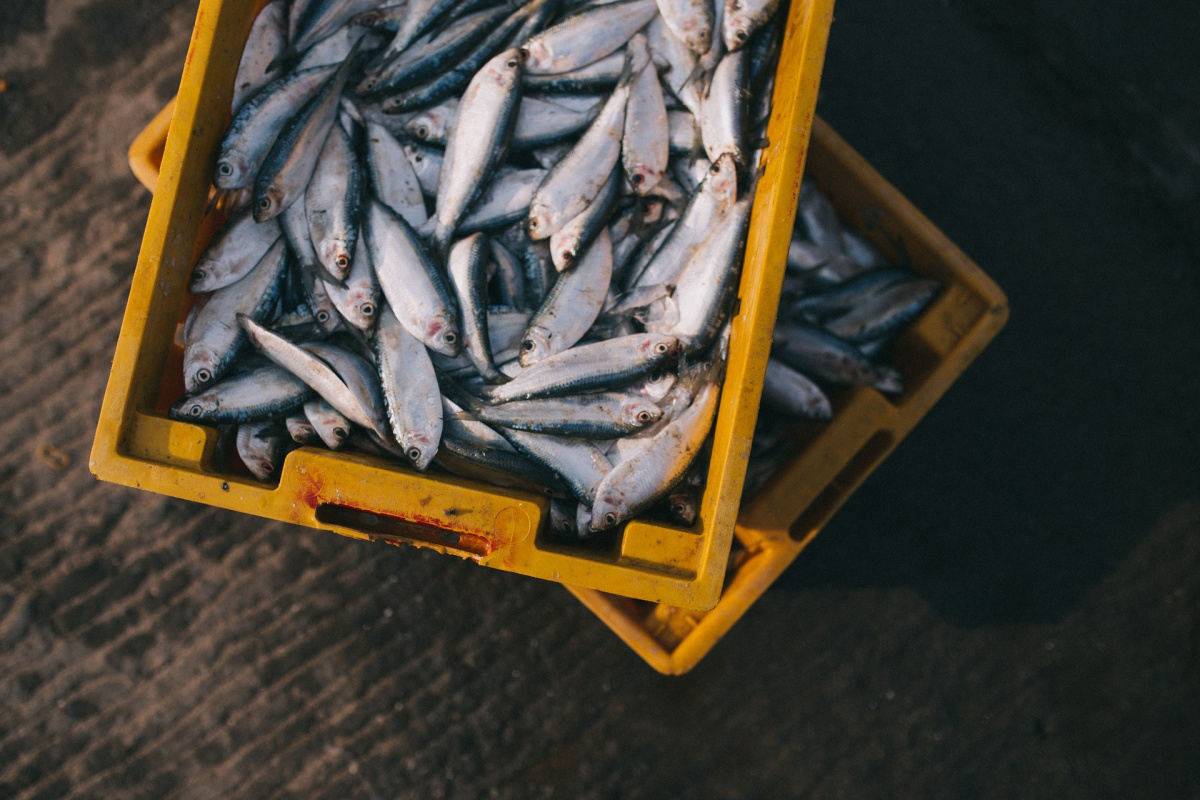 Pero los peces no sienten dolor, ¿verdad?