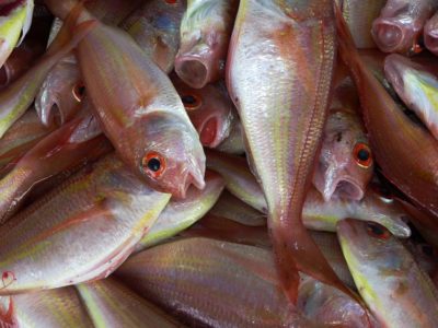 Fish suffocating