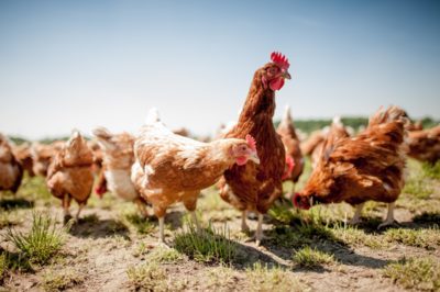 chicken on traditional free range poultry