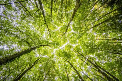 Tall trees in a forest
