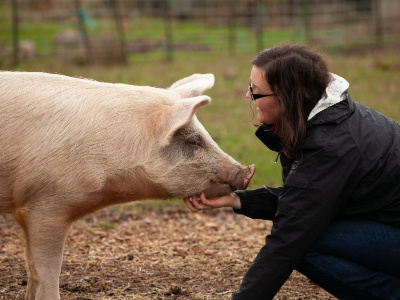 Friendly pig