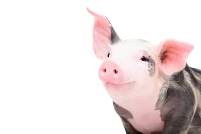 A piglet smiling