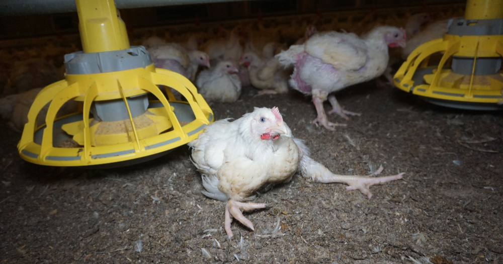 Image of a lame chicken on a factory farm floor - an example of intensive chicken farming