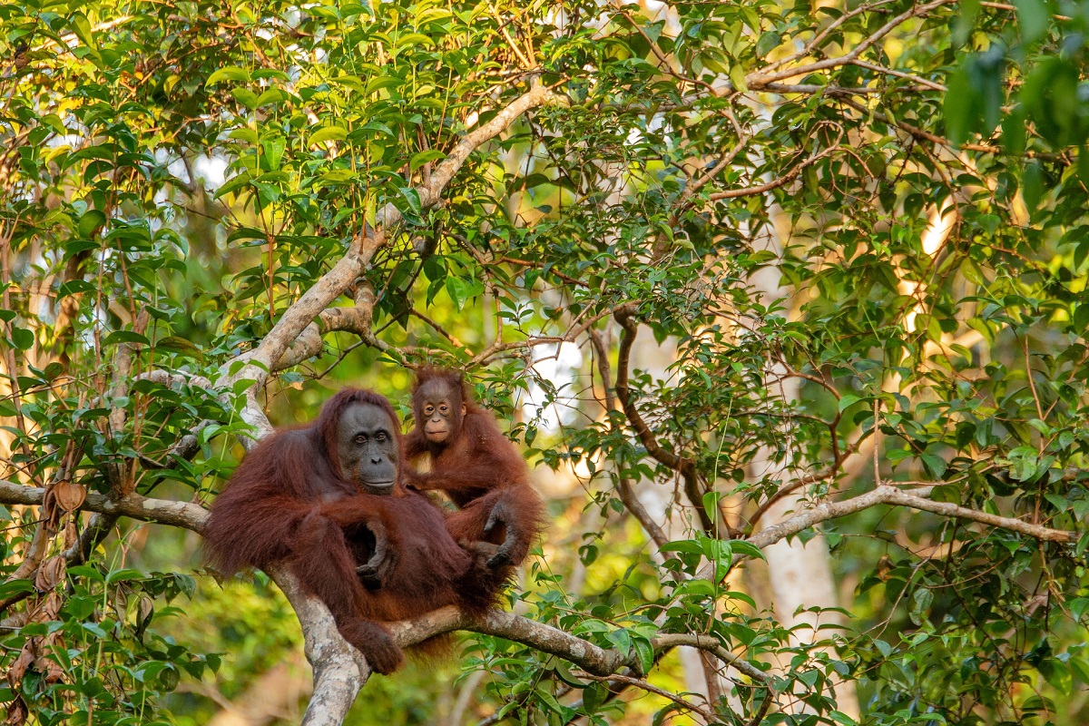 Orang-utans