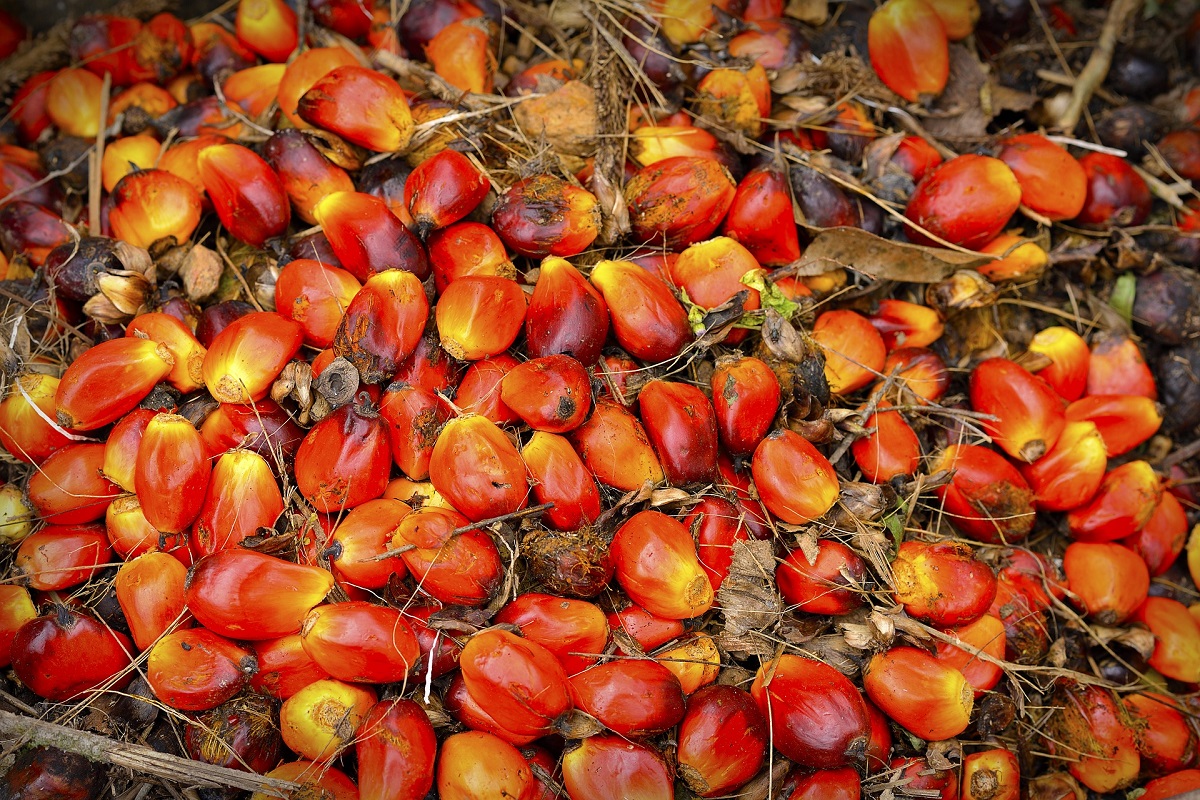 Palm oil fruits