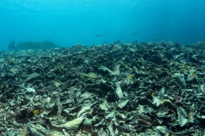 Dead corals