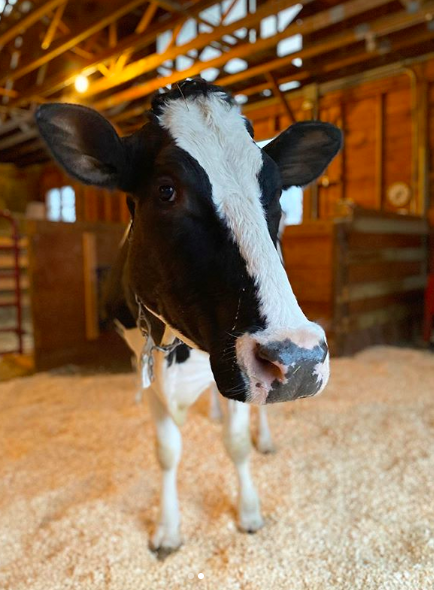 Jo the dairy cow