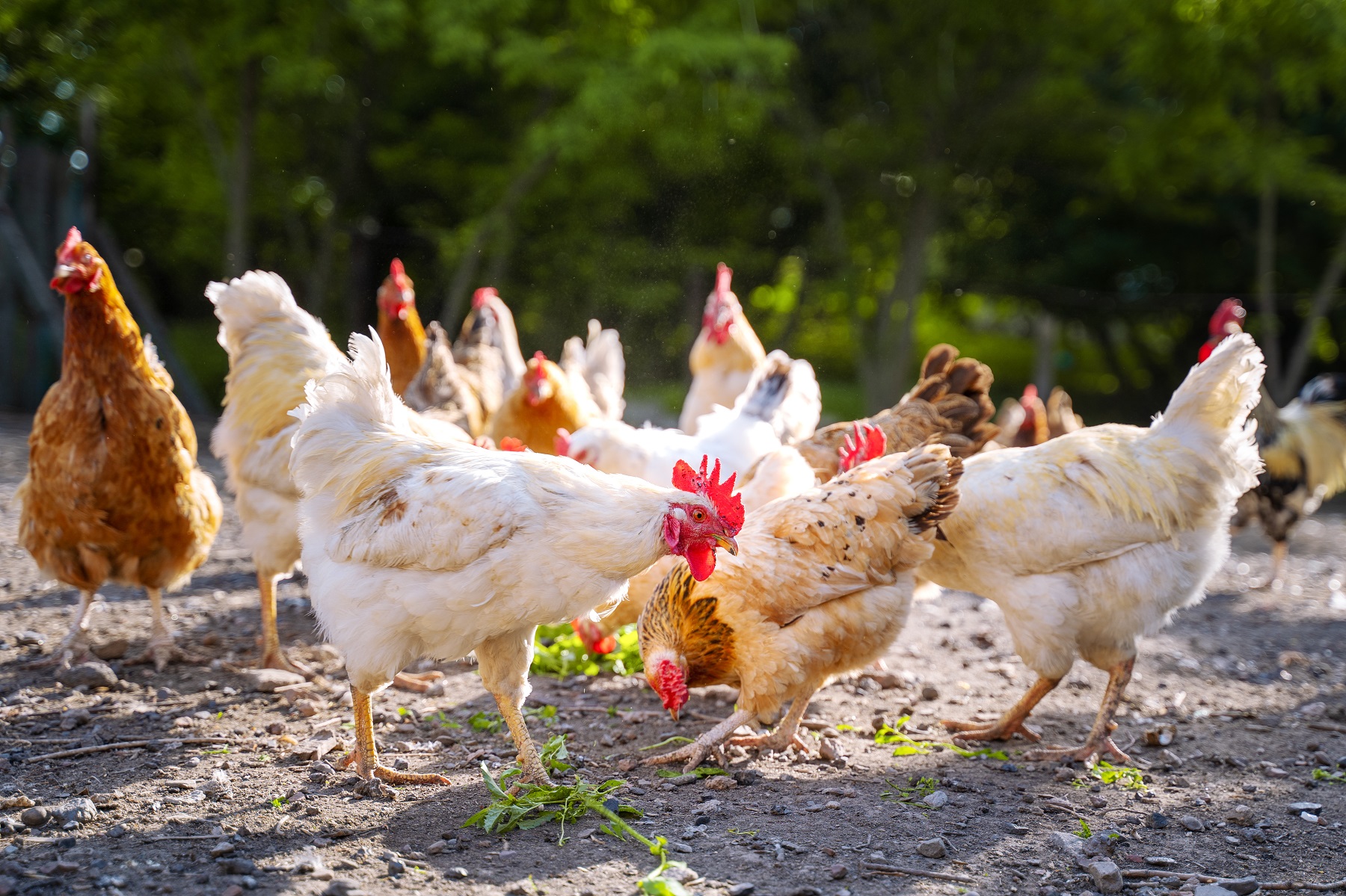 Chickens