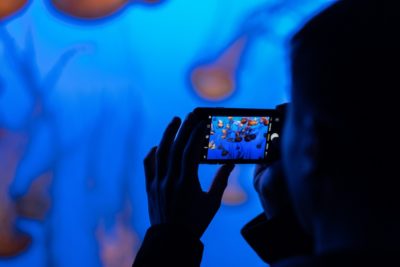 Are animals harmed in the entertainment industry?