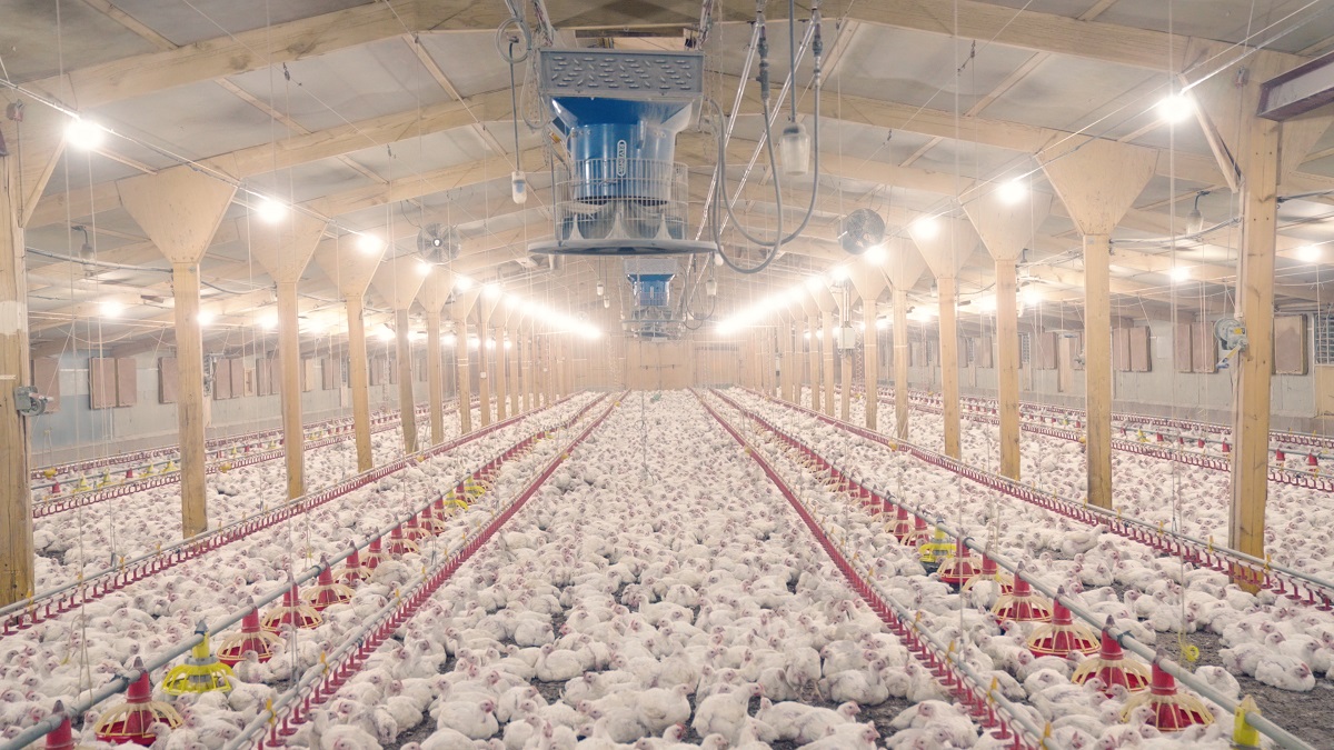 British chicken farm