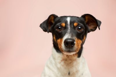 Should dogs be vegan?