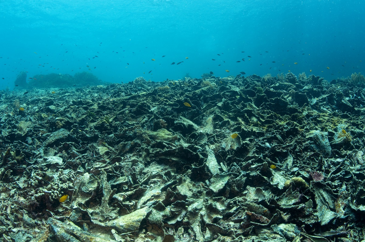 Dead corals after bleaching, Raja Ampat Indonesia