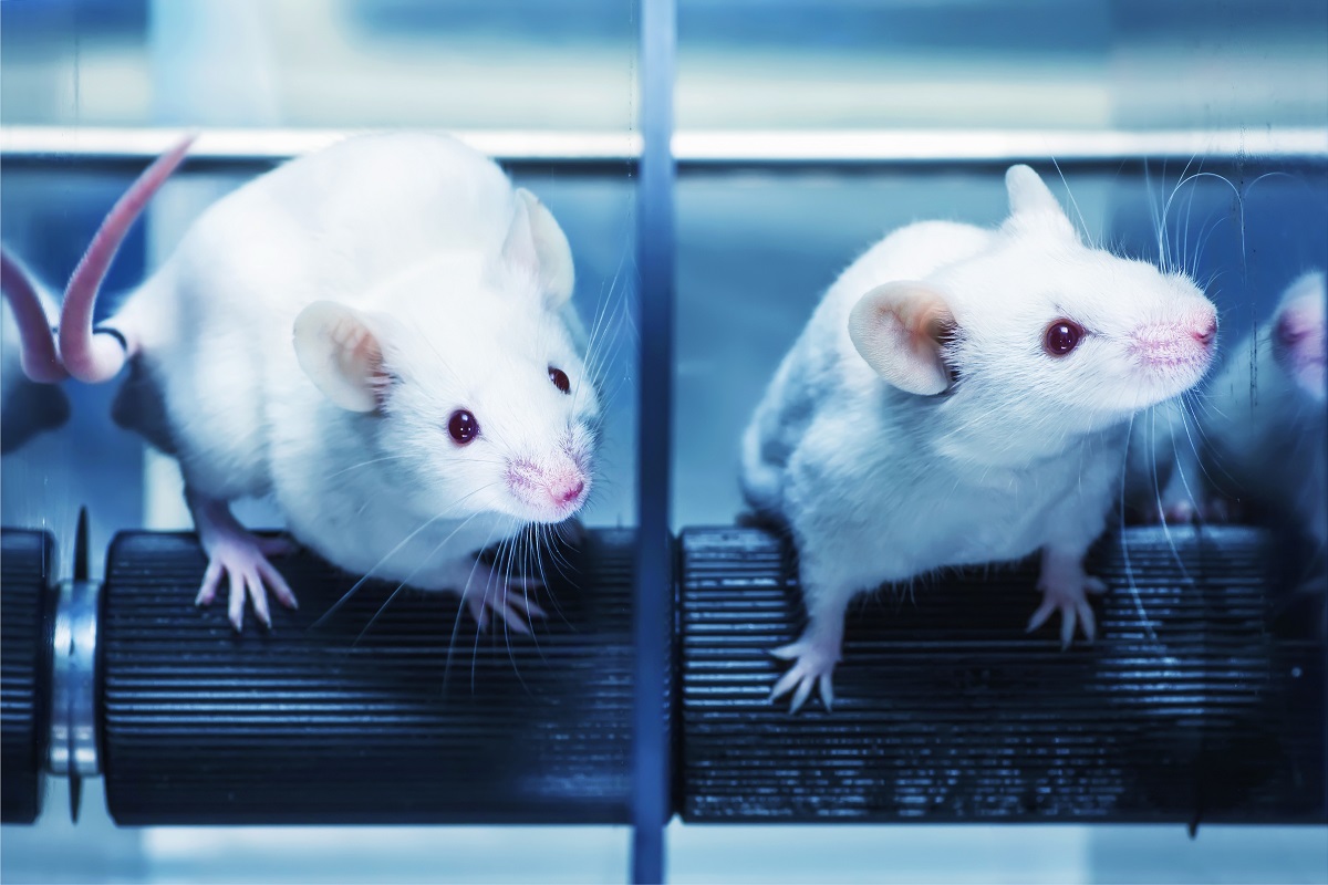 Laboratory mices in the experiment test. Blue filter.