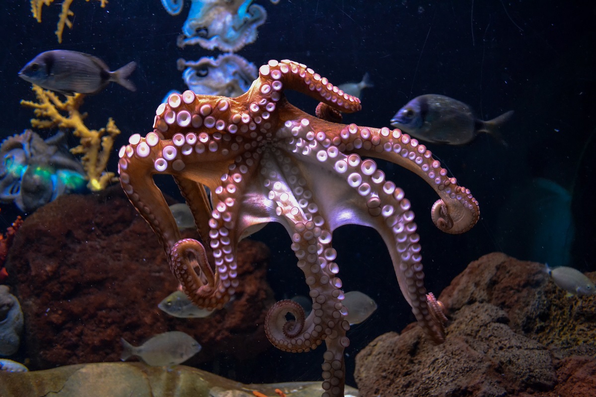 Octopus in the sea