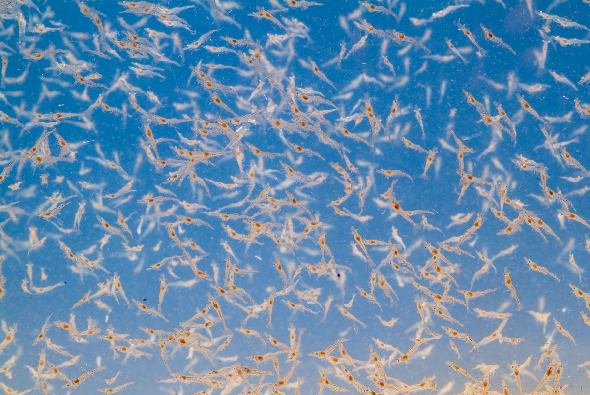 White shrimps