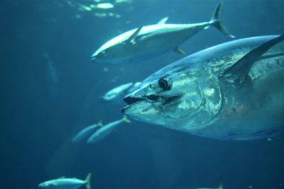 Fish swimming