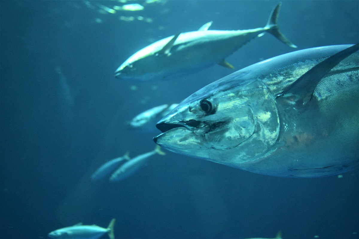 Fish swimming