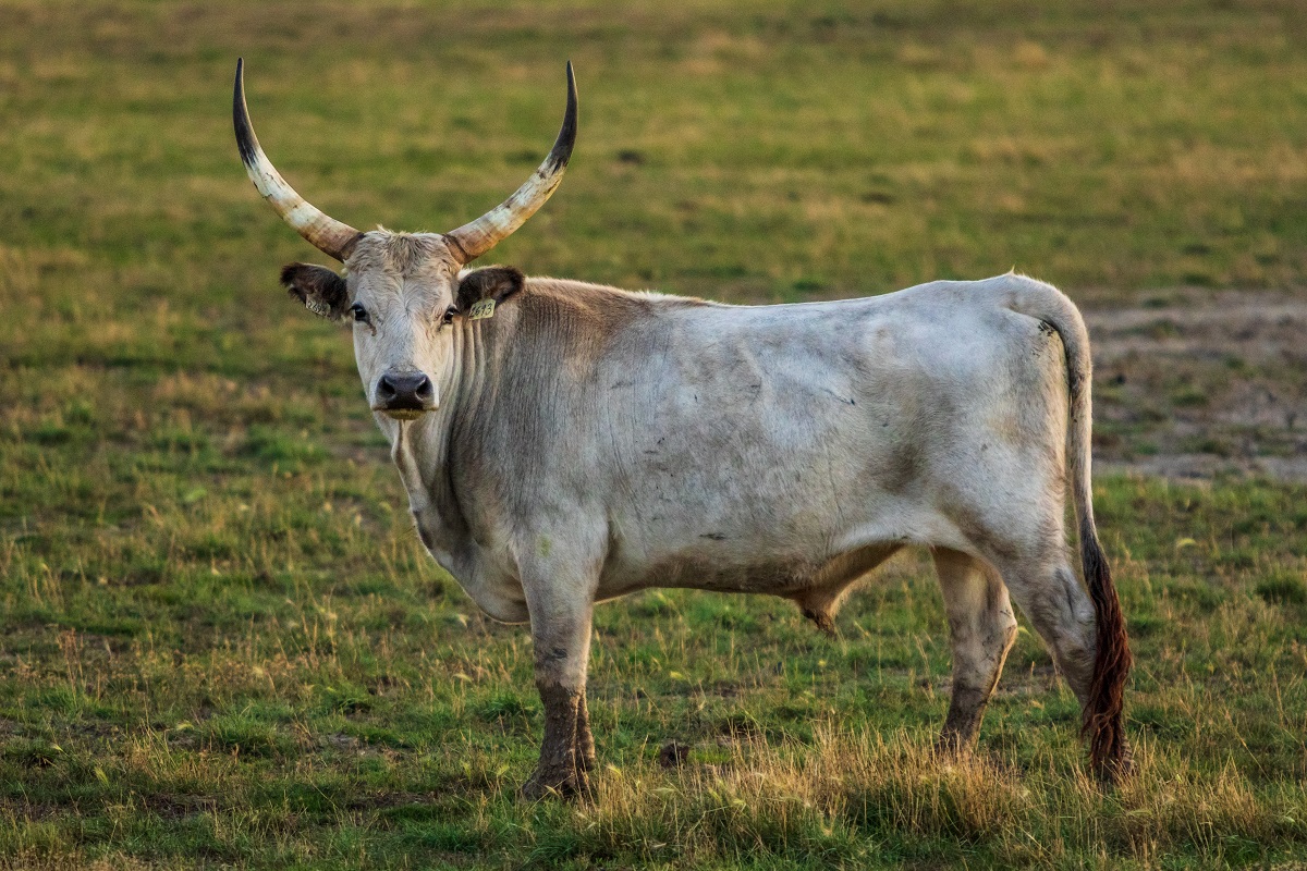 Bull