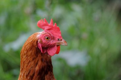 Rooster outside