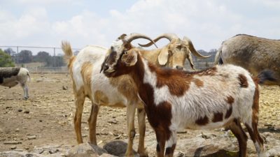 cabras