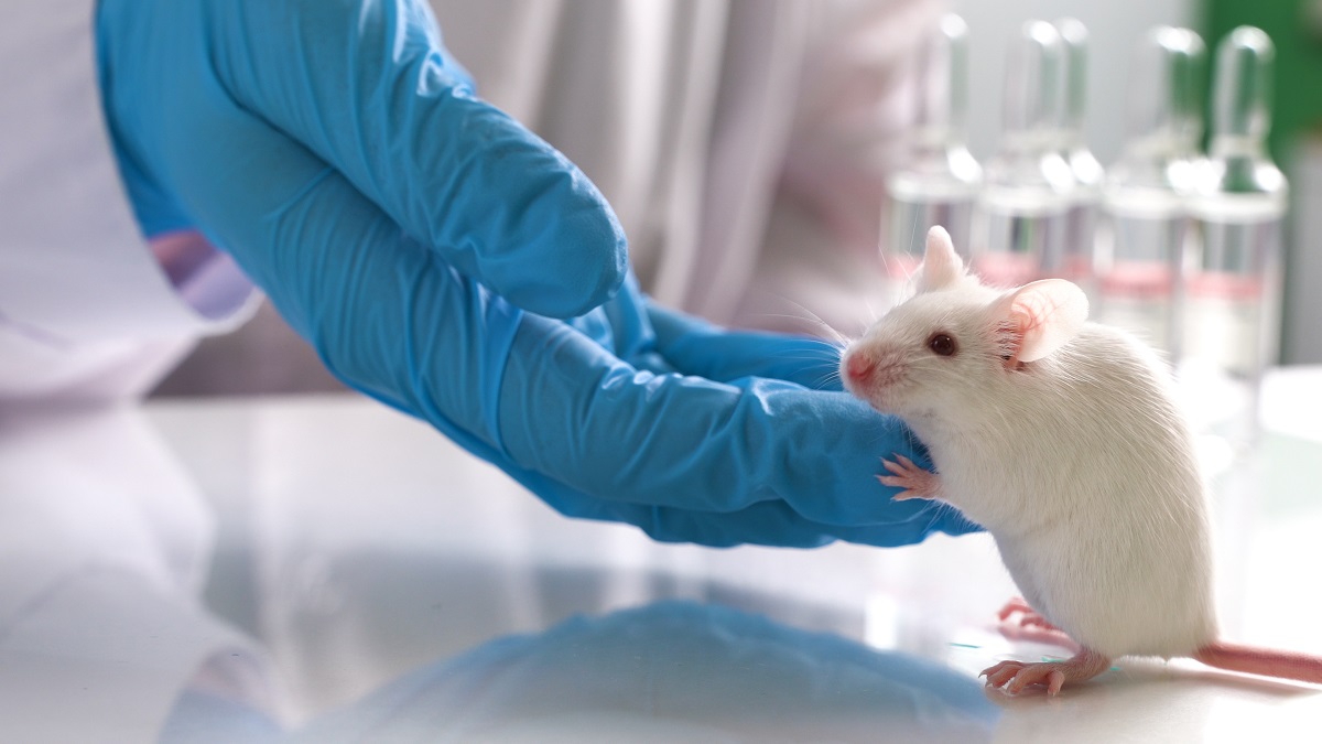Mouse in animal testing lab