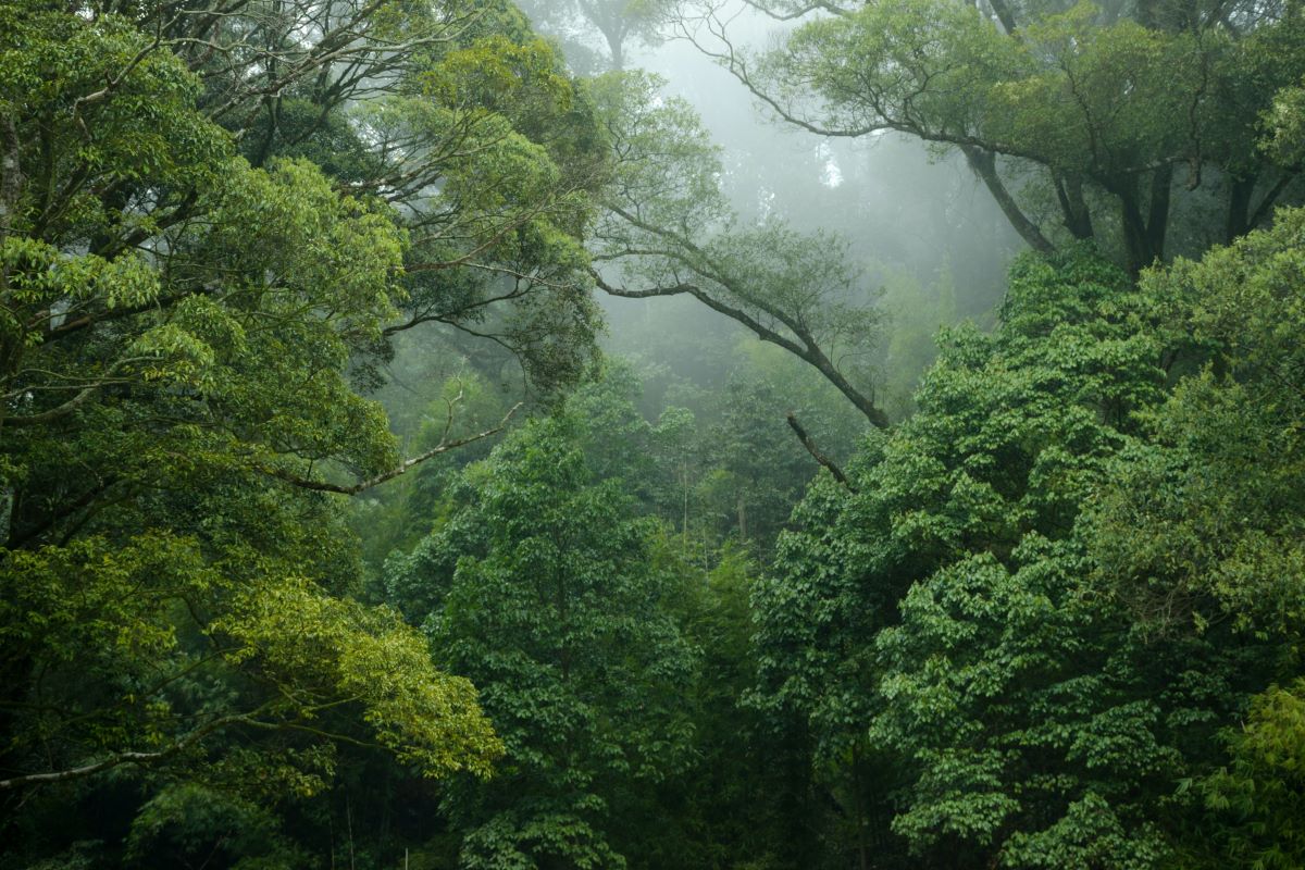 rainforest