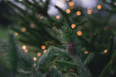Pine tree branches with lights